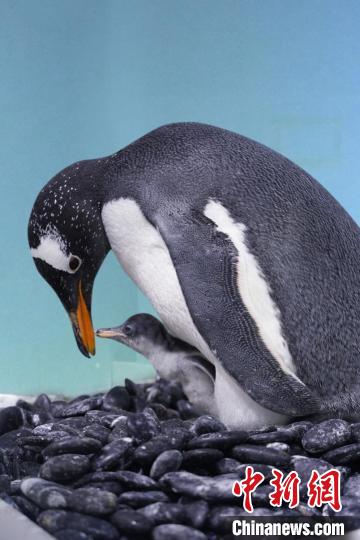 广州再次成功繁育两只南极企鹅 均健康活跃