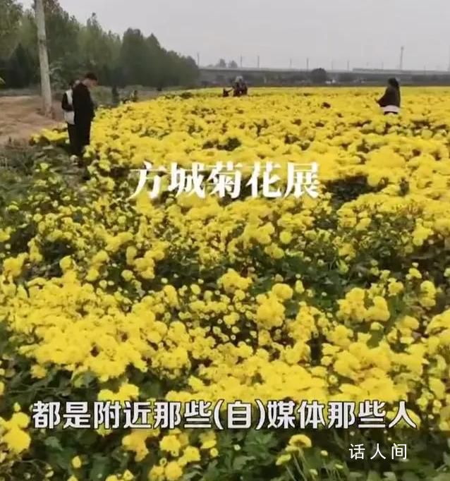 河南百亩菊花种植户称遭群众偷摘 吸引了大量游