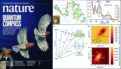 展现迁徙鸟类对地磁场感知的量子生物学道理