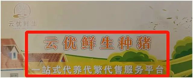 四川云优鲜生农业产品企业：以代饲养种猪之名宣布向广大群众募资