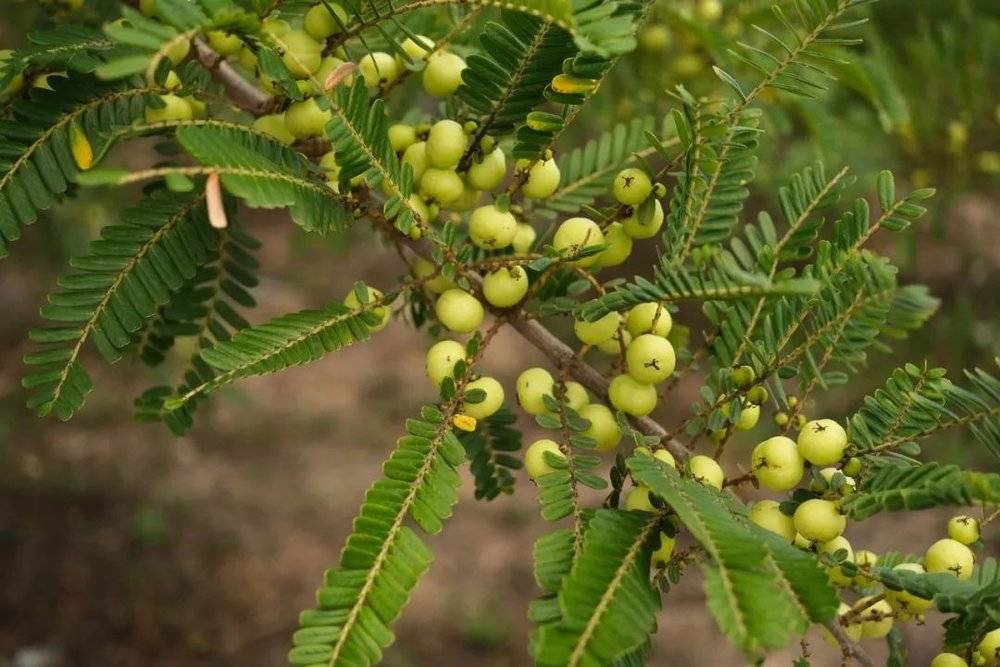 谁的油柑：新茶饮水果战争拉开序幕