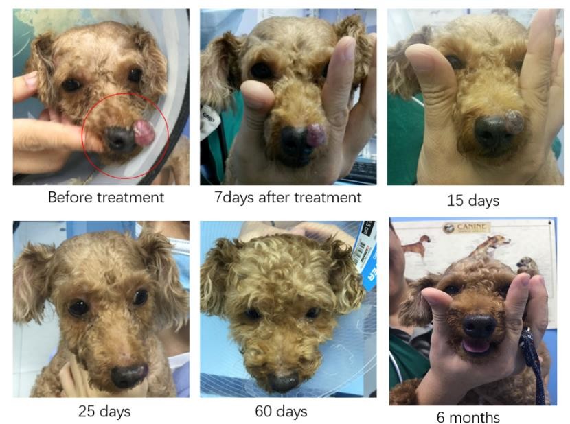 神奇的细菌疗法——这只患癌狗狗经溶瘤细菌YB1治愈后已无癌保存超4年！