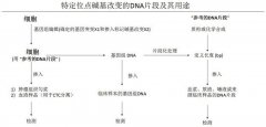 社会化的种类有哪些 社会化20200407