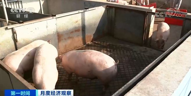 猪肉价涨涨涨 生猪期货跌跌跌 预示着什么？