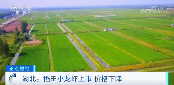 湖北市场小龙虾降幅明明 价值或有继承探底空间