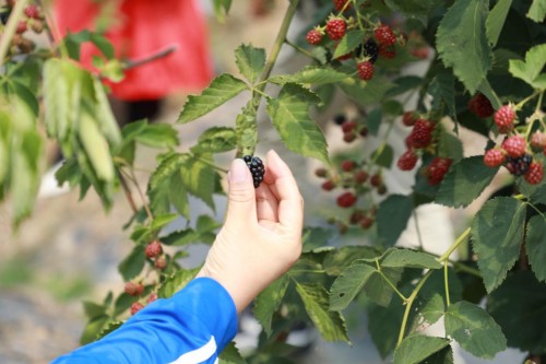 悠果维第七届黑莓采摘文化节，开启夏日有机之旅
